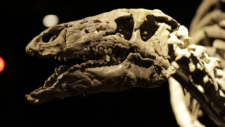 150 milyon yıllık dinozor iskeleti 930 bin avroya satıldı - teknoloji