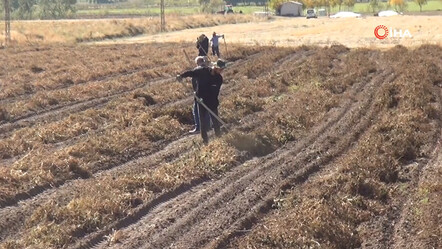 10 bin dekardaki kuru fasulye tarlada kaldı! Yüzde 20 zarar ettiler, mağdur çiftçiler çaresizce bekliyor - ekonomi