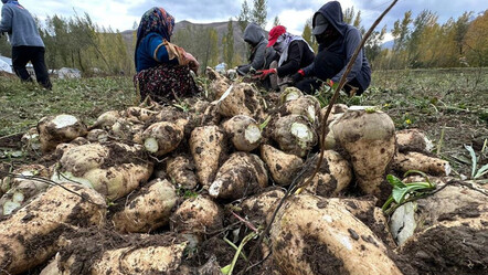 30 yıl aradan sonra ekildi, tonlarca ürün alındı! Şeker pancarı yüz güldürdü - gundem