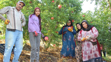 Nar hasadı başladı! Tarla fiyatı 13 TL: Bazı işçiler yevmiyeden memnun değil - ekonomi