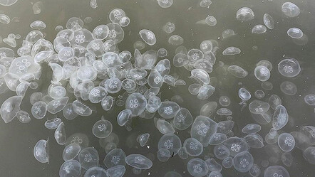 Uzmanı ‘istila değil’ diyerek açıkladı: Denizanası kümelenmelerinin nedeni belli oldu - yasam