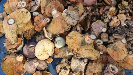 Toplaması pek zahmetli, belirli bölgelerde yetişiyor: 'Melki' ve 'Kanlıca' mantarları köylülere ek gelir oldu - yasam