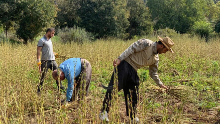 Bereketli topraklarda susam hasadı başladı! Üreticiler bu yıl memnun - TÜRKİYE