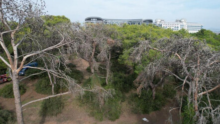 Akdeniz'de 600 ağacı kuruttu! Manavgat'ı 'böcek kabusu'  sardı, sayısı giderek artıyor - ekonomi