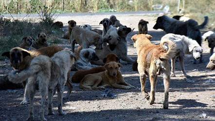 Sokak köpekleri artık devlet meselesi oldu - gundem