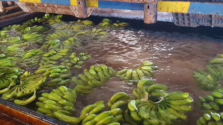 Muz hasadı başladı! Üretim 150 bin ton: İhracatı için çalışmalar yapılacak - turkiye