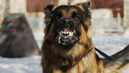 Kuduza karşı aşılı yem: Bakanlık uçaklarla kırsala atıyor - gundem