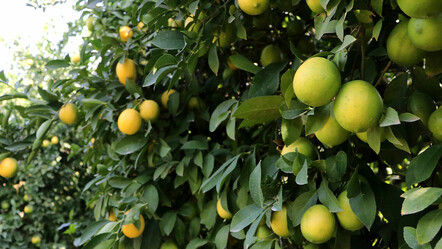 Limon ağaçta kaldı! Üreticiden limonata çağrısı geldi: Bütün kurumlarda içilmeli - gundem