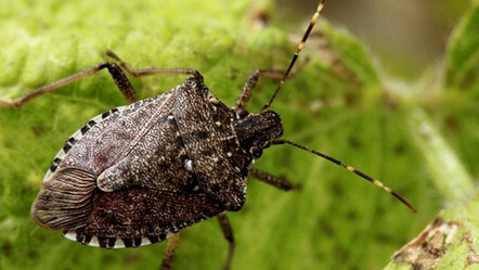Hızla yayılıyor! Kokarcalar tarım alanlarını istila etti - gundem