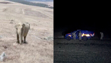 Çobanın fotoğrafı ortalığı karıştırdı! Jandarma Ardahan'da fil aradı - dunya