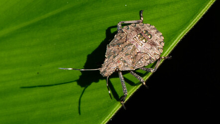 Kokarcaya karşı acil eylem planı - gundem