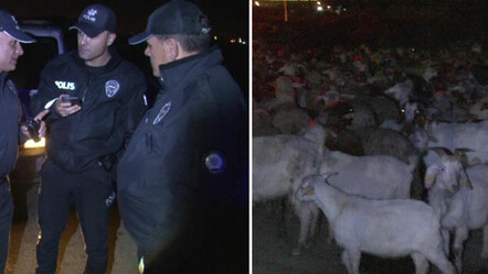 Başıboş koyun sürüsü polisleri harekete geçirdi! Çobanlık yaptılar - dunya