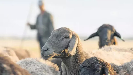 Çiftçiye hibe yağmuru! Her çoban için 30 bin lira destek - ekonomi