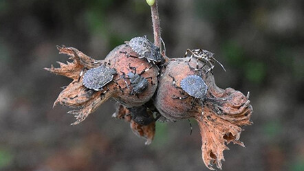 İstilacı kahverengi kokarca tehlikesi devam ediyor! Yetkililer ‘kurtulmanın tek yolu’ diyerek açıkladı: Gördüğünüz yerde yok edin - yasam