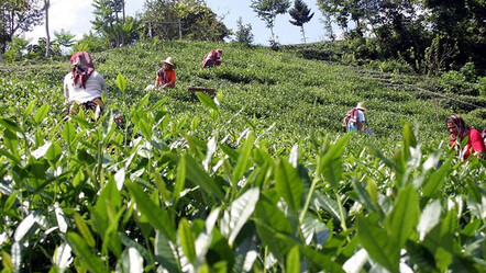 Çay üreticilerine müjdeyi Bakan Yumaklı verdi: 303 milyon 717 bin TL'lik destek ödemesinin tarihi belli oldu - ekonomi