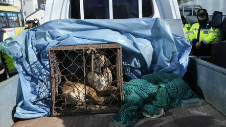 Köpek eti yasağı Güney Kore’de protesto edildi - dunya