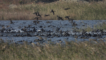 Son yağışlar, yok olma noktasına gelen kuş cennetine can suyu oldu - gundem