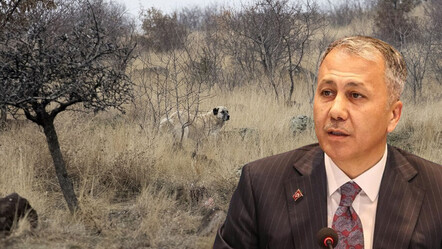 Ankara'da ilkokul öğrencisine yönelik köpek saldırısına soruşturma! Bakan Yerlikaya duyurdu - gundem