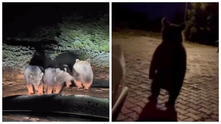 Uludağ'da kış uykusu tutmayan meşhur ayı ailesi yine görüntülendi - guncel