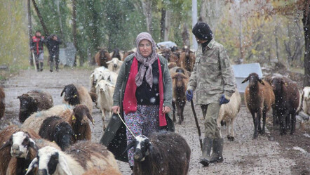 Devletten aldığı destekle başladı! Kadın çiftçi hayvan varlığını 2 katına çıkardı - ekonomi