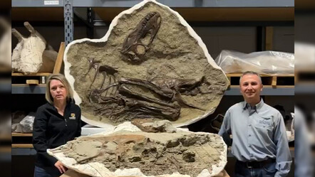 75 milyon yıllık dinozor fosili bulundu, midesinden çıkan son yemek şaşırttı - teknoloji