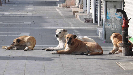 Başıboş köpekler problemi seçimden önce çözülecek - gundem
