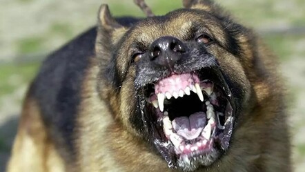 Köpek dehşetinde bir yenisi daha! Diyarbakır'da küçük çocuk ağır yaralandı - guncel
