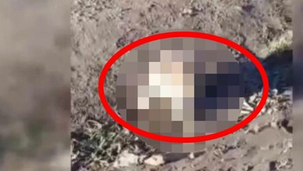 Burası Afrika değil Türkiye! Dünyanın en korkunç hayvanının yavrusu yol kenarına bırakıldı... Sonunda bulundu - dunya