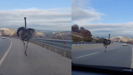 Kütahya'da deve kuşu alarmı! Bir anda yola çıktı, görenler gözlerine inanamadı - GÜNCEL