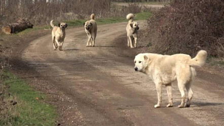 Saldırılar son noktaya ulaştı... 3 bakanlık başıboş köpekler için düğmeye bastı - guncel