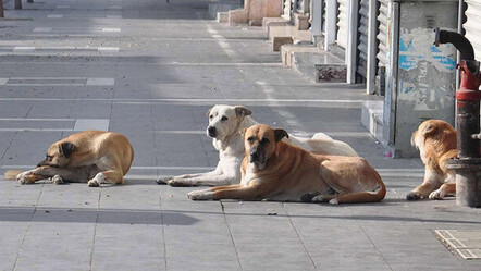 Adalet Bakanı Tunç da başıboş hayvanlardan dertli - gundem