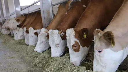 Üreticilerinden kırmızı ete zam uyarısı! İthalatın küçük işletmelere faydası yok - ekonomi