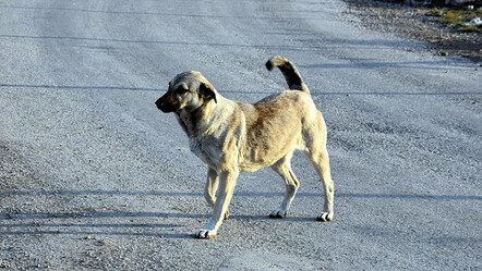 Erdoğan talimatı verdi, köpek meselesi seçim öncesi bitecek - dunya