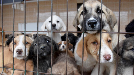 Ankara Valiliği belediyelere sorumluluklarını hatırlattı: Büyükşehir ve 25 ilçeye 'acele' kodlu yazı - gundem