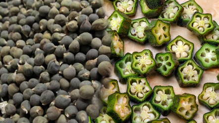 Diz, bel, boyun ağrısına anında çözüm! Bamya tohumu kürü şikayetlerinizi giderecek - saglik