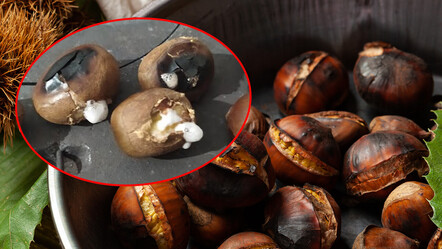 Çin kestanesi alarmı… Yedikleriniz ‘hayvan yemi’ olabilir! Pişirirken köpürüyorsa dikkat - ekonomi