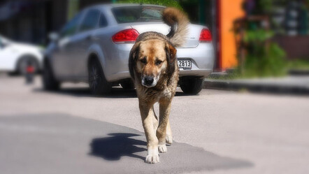 Köpek terörüne bireysel tedbir, 'köpeksavar' satışlarında büyük artış var - gundem
