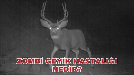 ZOMBİ GEYİK HASTALIĞI NEDİR? Zombi geyik hastalığı Türkiye'de var mı, insana bulaşır mı? - saglik