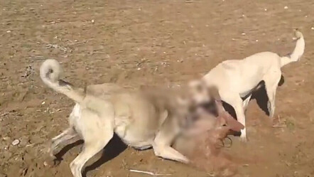 Köpek dövüştürdüler! Devlet affetmedi, cezası ağır oldu - dunya