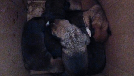 'Bu insanlığa, Müslümanlığa sığmaz' 5 yavru köpeği çöpe attılar! - guncel