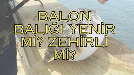 Balon balığı nedir? Balon balığı görüntüsü nasıl, zehirli midir? Balon balığını yemek caiz mi? - saglik