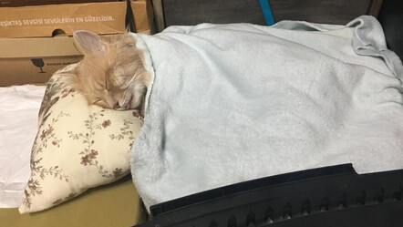 Hayvana şiddete kelepçe! Balkona çıkıp sokaktaki kedileri vurdu - gundem