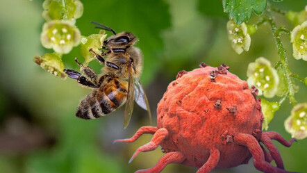 Türk bilim insanlarından tıp tarihine geçecek buluş... Tümöre çare arı zehri - dunya