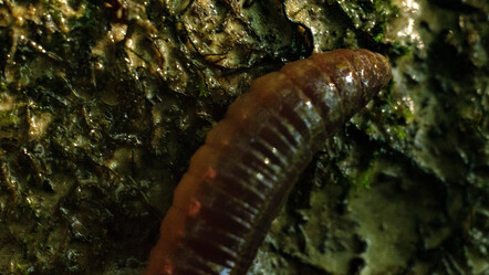 518 milyon yıllık etçil solucan fosili keşfedildi - dunya