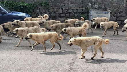 Köpek derdi de başıboş kaldı, kimse elini taşın altına sokmuyor! - gundem