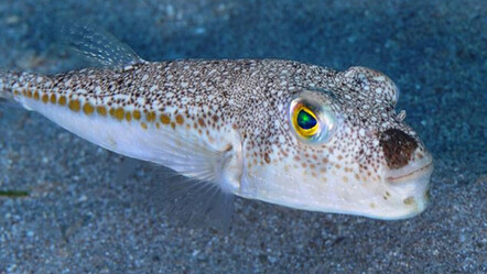 Siyanürden daha güçlü zehir içeren ‘balon balığı’ tehlike saçıyor - yasam