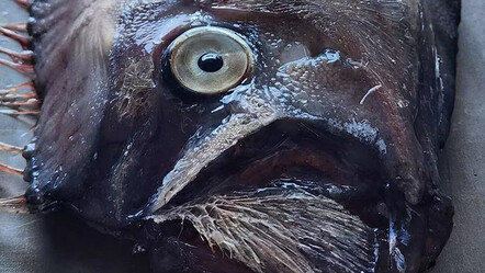 Japonya'da 'canavar balık' paniği! Deprem korkusuyla yüzeye çıktı - gundem