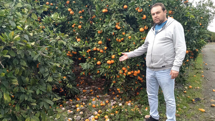 Bedava dağıtsa da toplayacak kimse yok, Hatay'da mandalina dalında çürüdü - ekonomi