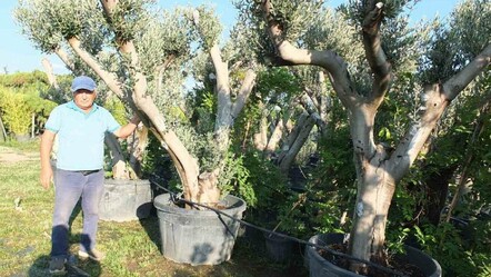 Toprak gördüğü gibi meyve veriyor! Yunus Amca saksılara ekip satıyor, parasını duyan o ile koşuyor - ekonomi