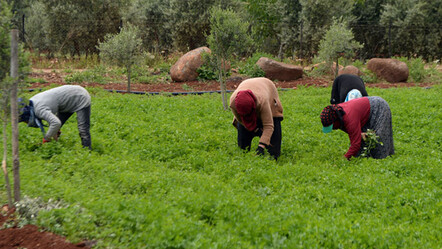İstihdamda 4 ayaklı eylem planı! 'Yeşil dönüşüm' odaklı olacak - ekonomi